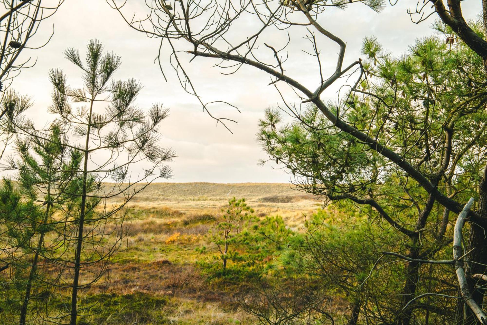 Donia Huys Hotel Vlieland Bagian luar foto